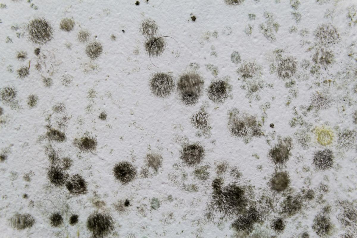 mold filter